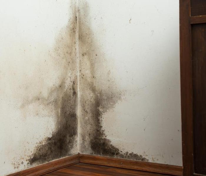 mold on drywall